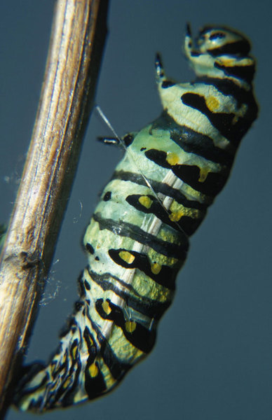 0202blkswallowtail-3