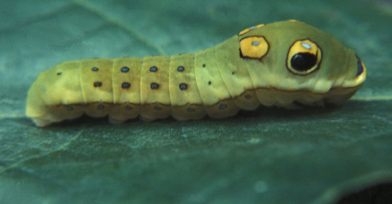 0238sbswallowtail-20