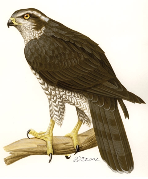 Accipiter_gentilis