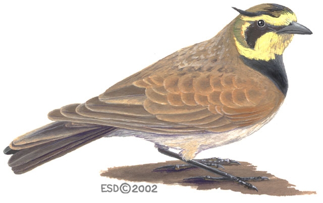 Eremophila.alpestris.male