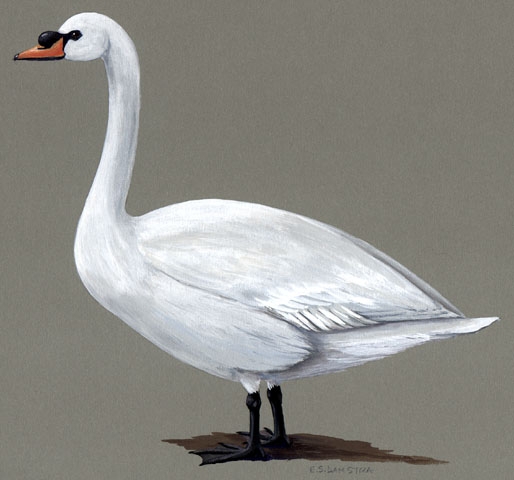 Cygnus_olor
