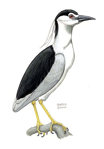 Nycticorax_nycticorax