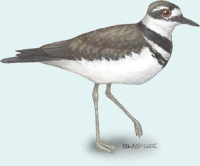 Charadrius_vociferous