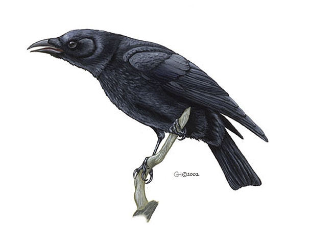 Corvus_brachyrhynchos1