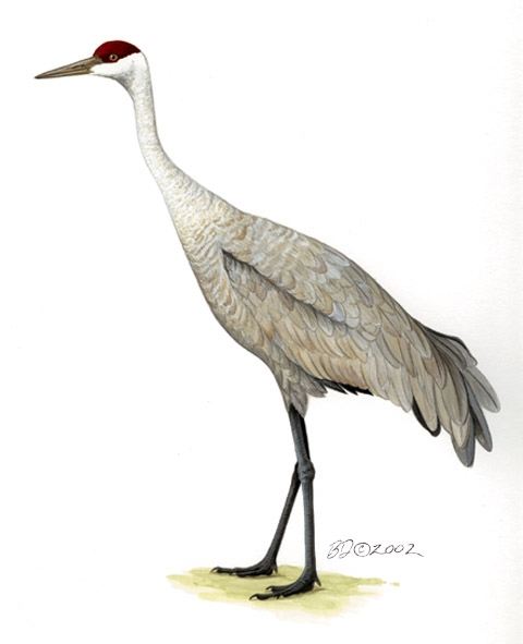 Grus_canadensis