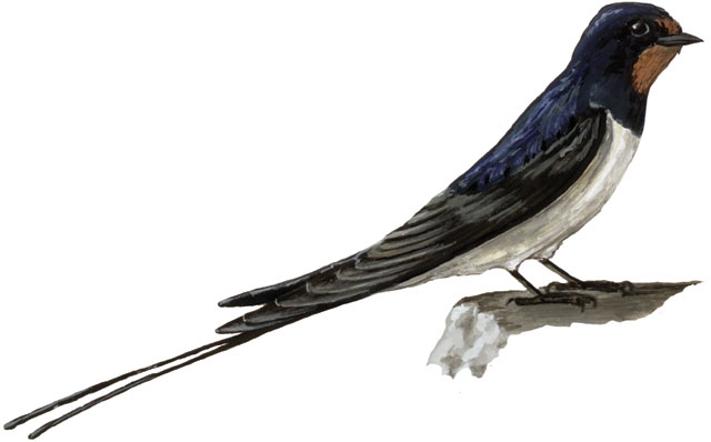 Hirundo_rustica