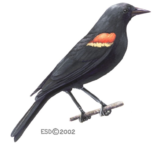 Agelaius.phoeniceus.male