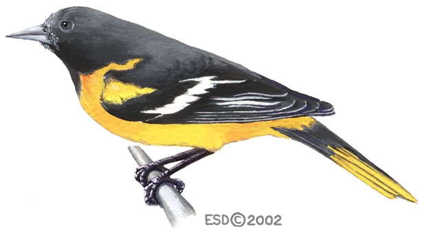 Icterus.galbula.male