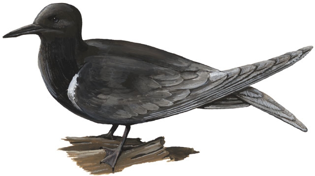 Chlidonias_niger