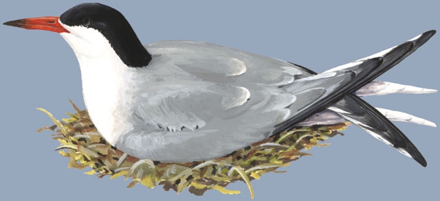 Sterna_hirundo