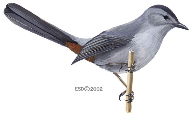 Dumetella_carolinensis