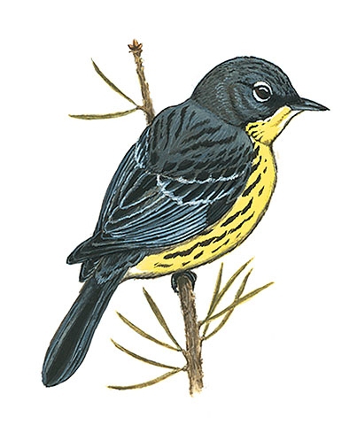 Dendroica_kirtlandii
