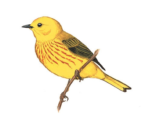 Dendroica_petechia