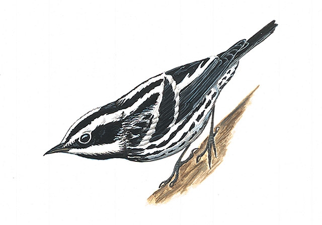 Mniotilta_varia
