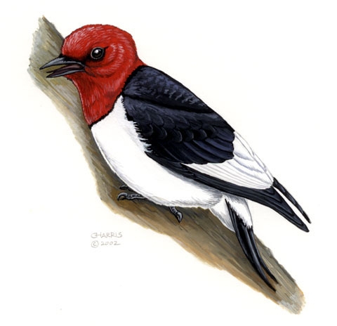 Melanerpes_erythrocephalus