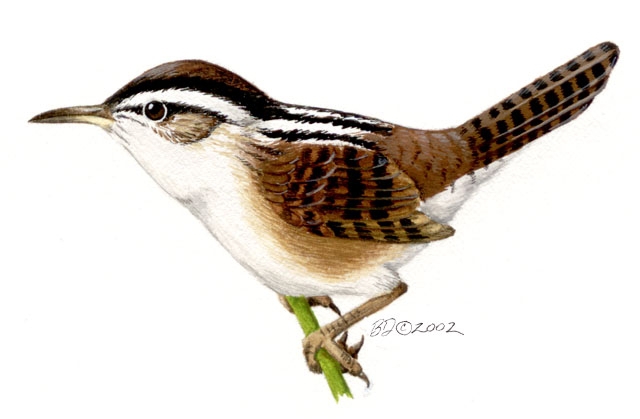 Cistothorus_palustris