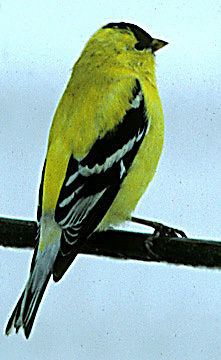 AmericanGoldfinch2