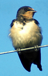 BarnSwallow