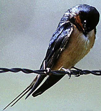 BarnSwallow_2
