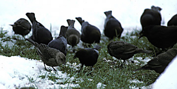 Brown_headedCowbirds