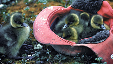 Canadagoslings