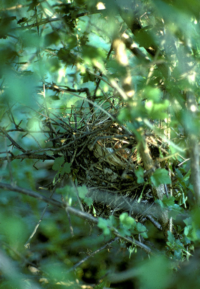 CardinalNestLkShetekStPKMNJun71