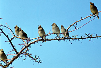 CedarWaxwings