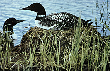 CommonLoons
