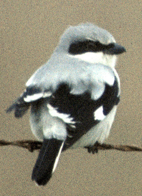 LoggerheadShrike_a