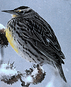 Meadowlark2