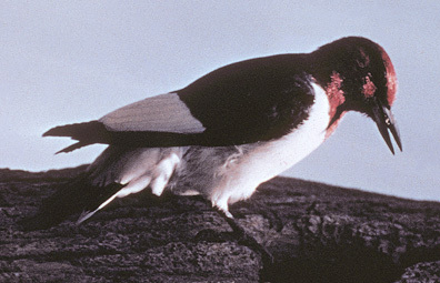 Red_headedWoodpecker_a
