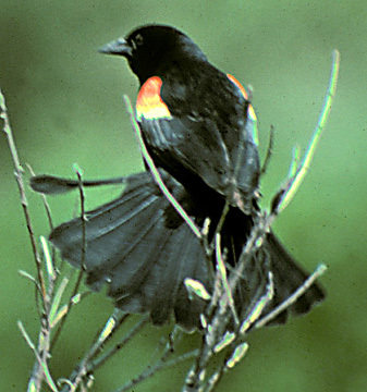 Red_wingedBlackbird3