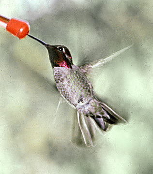 Ruby_throatedHummingbird