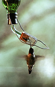Ruby_throatedHummingbird2