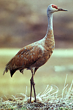 SandhillCraneAK