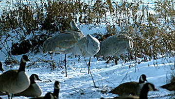 SandhillCranesandCanadaGeese