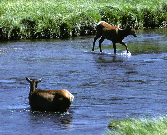 WapitiYellowstone_10