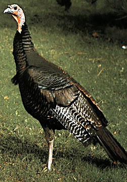 WildTurkey
