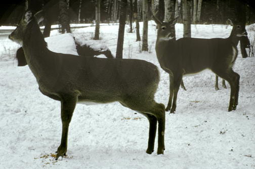 deerMNNorthShore_3a