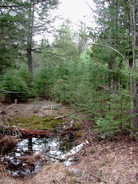 cedarswamp3