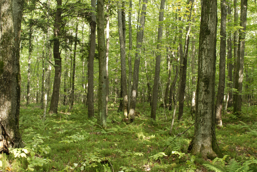 durkalic_road0041