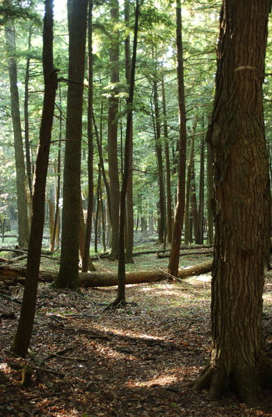 hemlocks8460