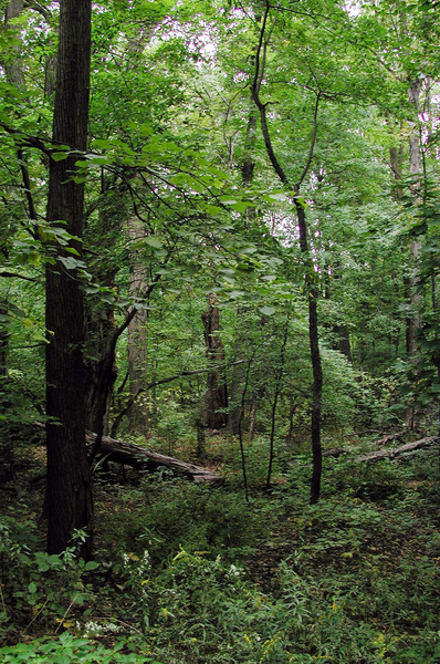 orchardlakeforest2