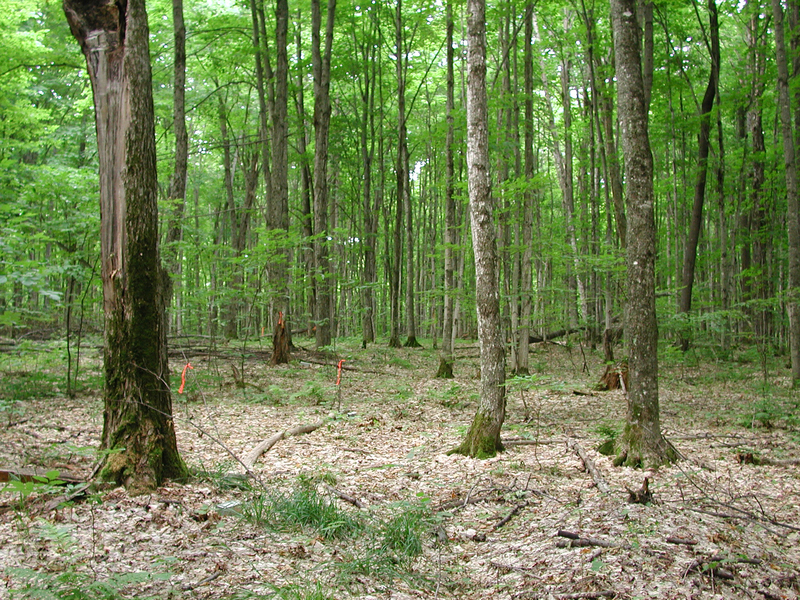 seney2912