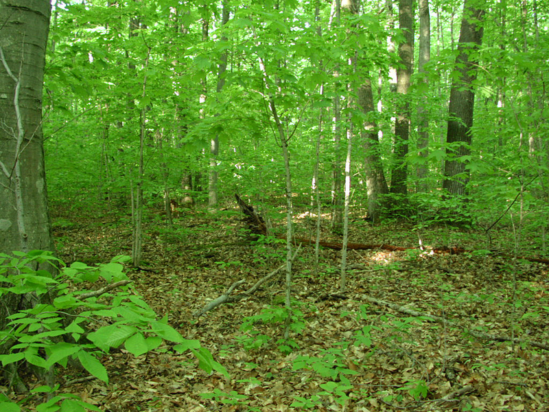 upland_hardwoods0023