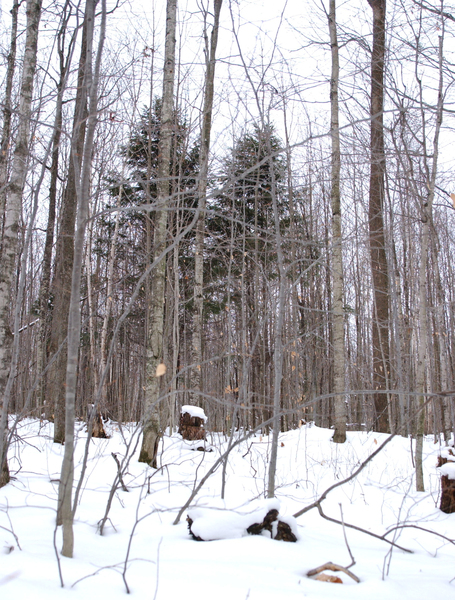 winter_maples6374