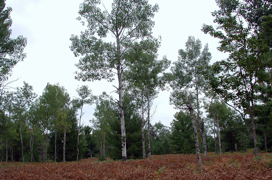 aspen_woodland