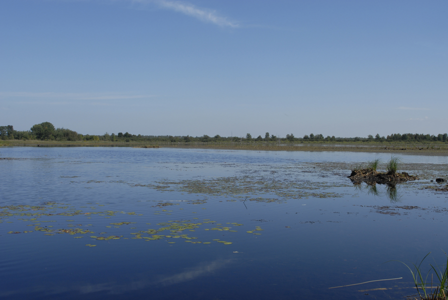 Dingman_marsh0011