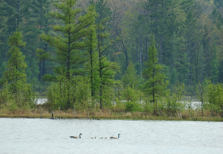 geese