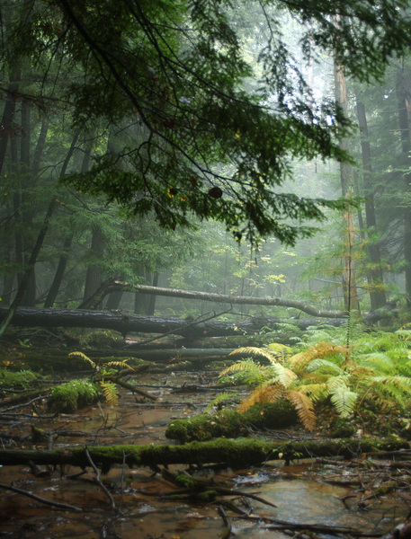 hemlock2